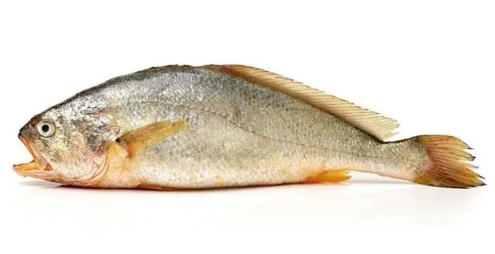 Ghol Fish