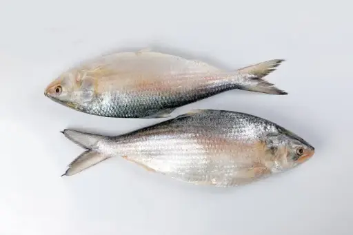 Hilsa Fish