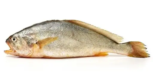 Ghol Fish